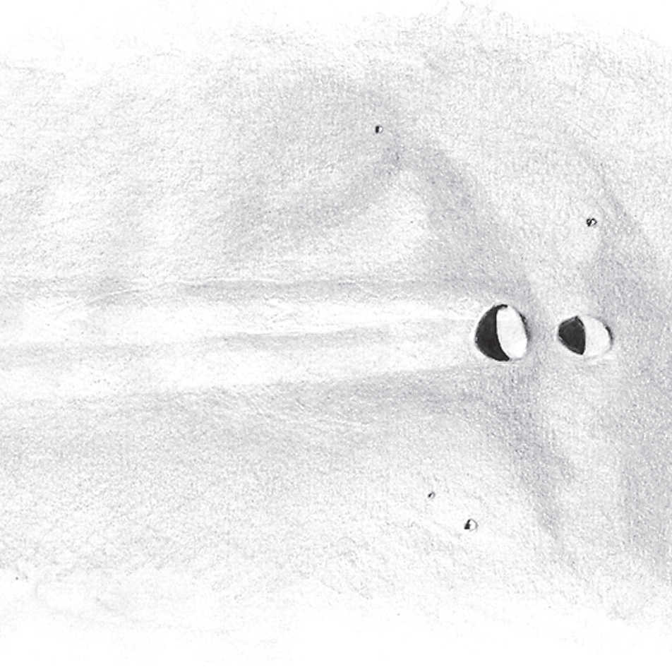 Dessins de Messier et Messier A au coucher du soleil, par un télescope d’une ouverture de 150 mm, grossissement 180×. L. Spix